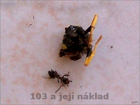 103 nese sv bemeno...