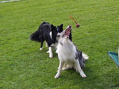 Agility v Lokti (2007)