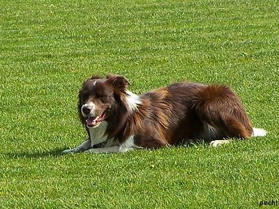 Agility v Lokti (2007)