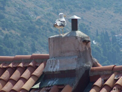Dubrovník