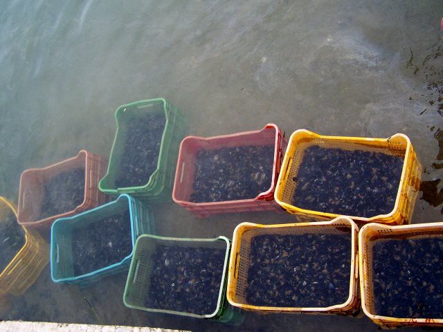 Zpracování mušlí