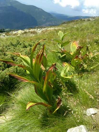Nízké Tatry