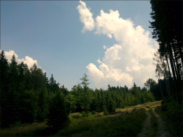 Nokia N8 forest walking