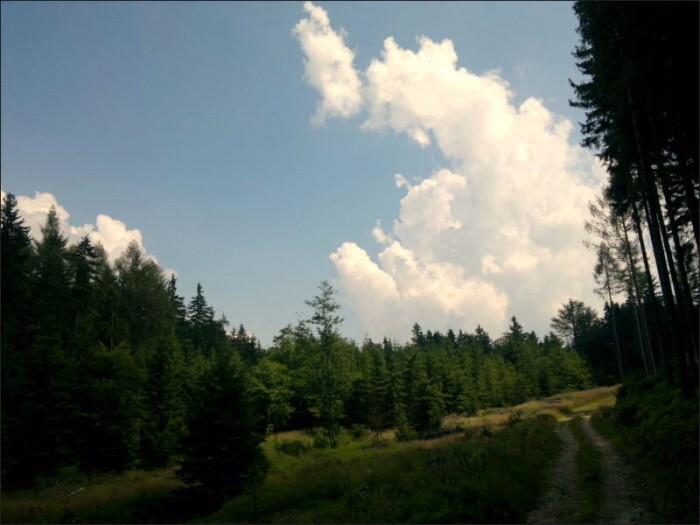 Nokia N8 forest walking