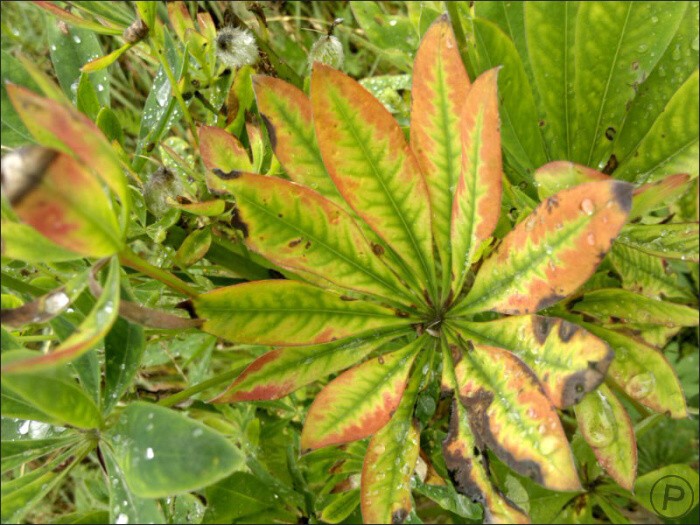 Nokia N8 forest walking