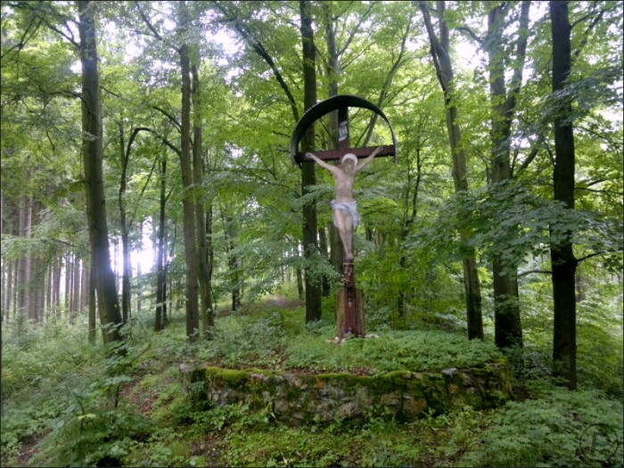 Nokia N8 forest walking