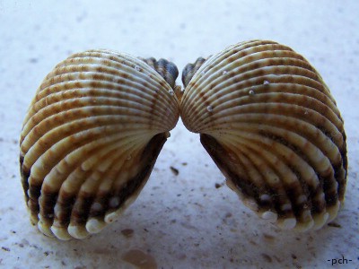 Drobnosti z Pelješacu