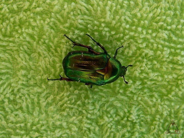 Nové drobnosti z Pelješacu (2008)