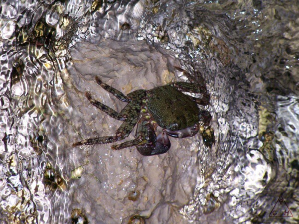 Nové drobnosti z Pelješacu (2008)