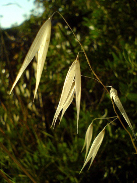 Nové drobnosti z Pelješacu (2008)