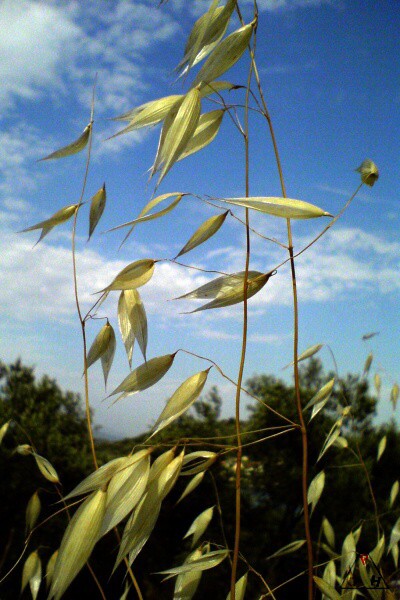 Nové drobnosti z Pelješacu (2008)