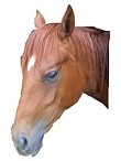 Beruška