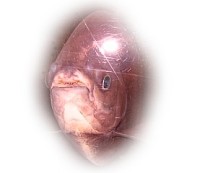 Pirana